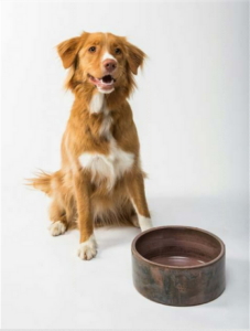Ein brauner Hund mit erwartungsvoll geöffnetem Fang vor einer großen, leeren Futterschüssel.