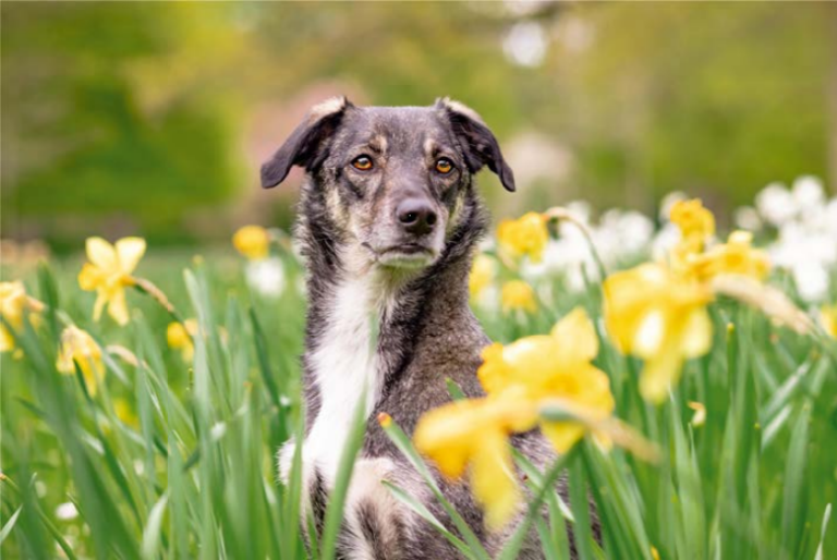 Ein Hund sitz auf einer Wiese umgeben von leuchtend gelben Narzissen.