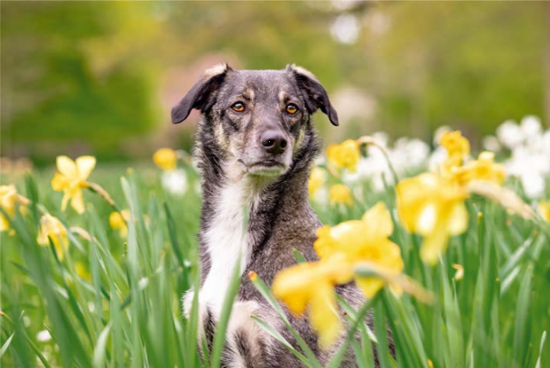 Ein Hund sitz auf einer Wiese umgeben von leuchtend gelben Narzissen.