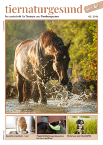 Ein Pferd steht im Wasser und bringt dieses mit seinem Vorderbein zum Aufspritzen.